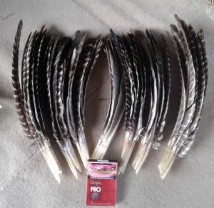 bulu kalkun bagian sayap