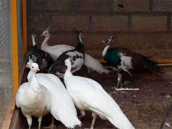 burung merak putih