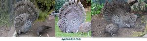 grey peacock pheasant