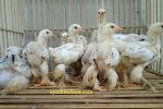 harga anakan ayam brahma terbaru