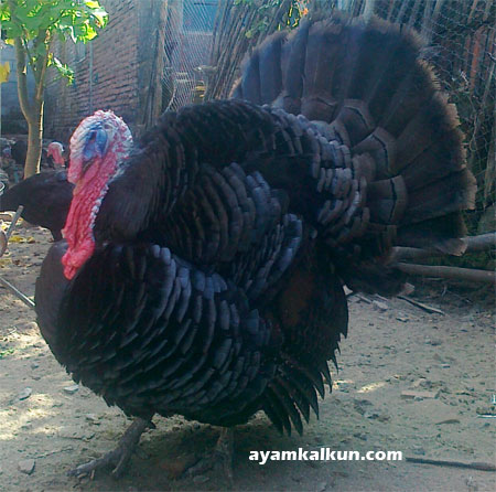 harga kalkun black spanish terbaru di tahun 2020