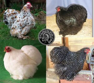 jenis ayam cochin