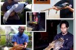 jenis ayam pheasant