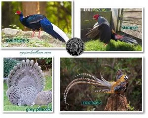 jenis ayam pheasant