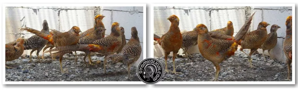 jual anakan golden pheasant