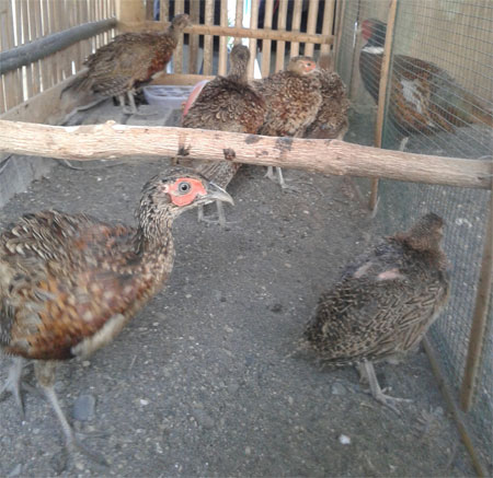 Tersedia : Anakan Ringnecked Pheasant Usia 2,5 Bulanan