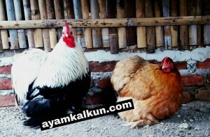 jual ayam cochin bantam