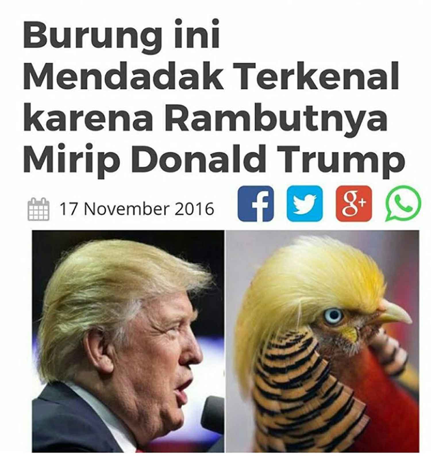 Jual Golden Pheasant Original Bonus Donald Trumph !! | Ayamkalkun.com