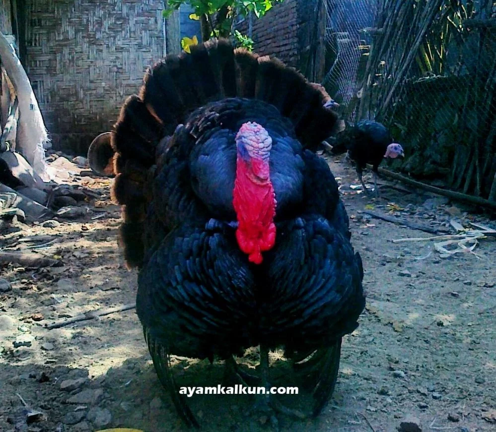 jual ayam kalkun