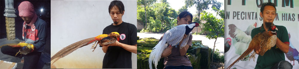 Jual Ayam Pheasant, Tersedia 11 Jenis Siap Pelihara | Ayamkalkun.com