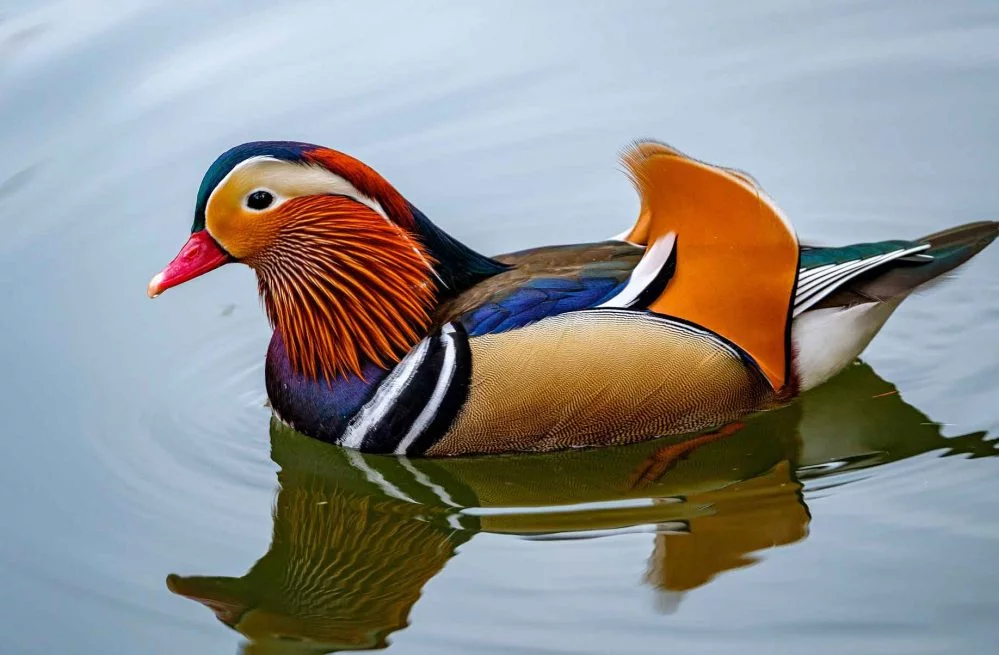 jual bebek mandarin