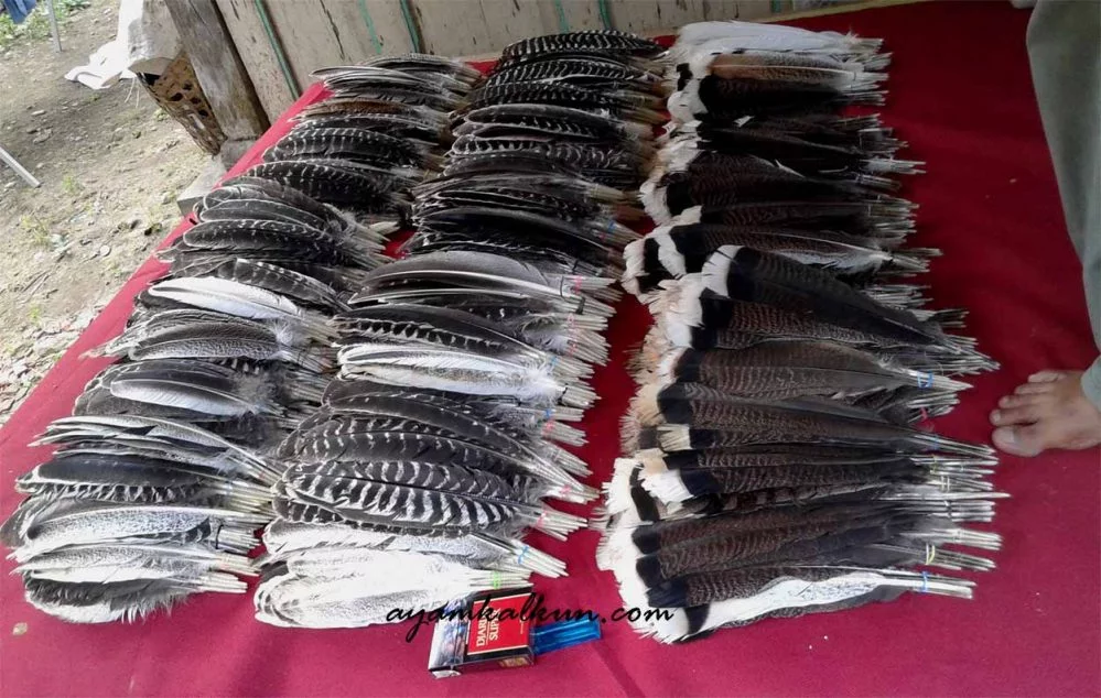 jual bulu kalkun