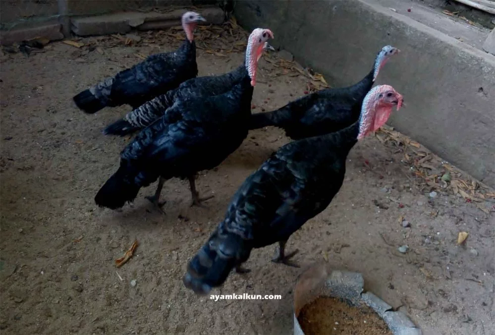 ayam kalkun hitam remaja