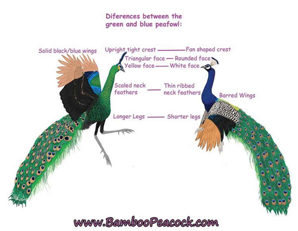 Perbedaan umum antara burung merak biru dan merak hijau