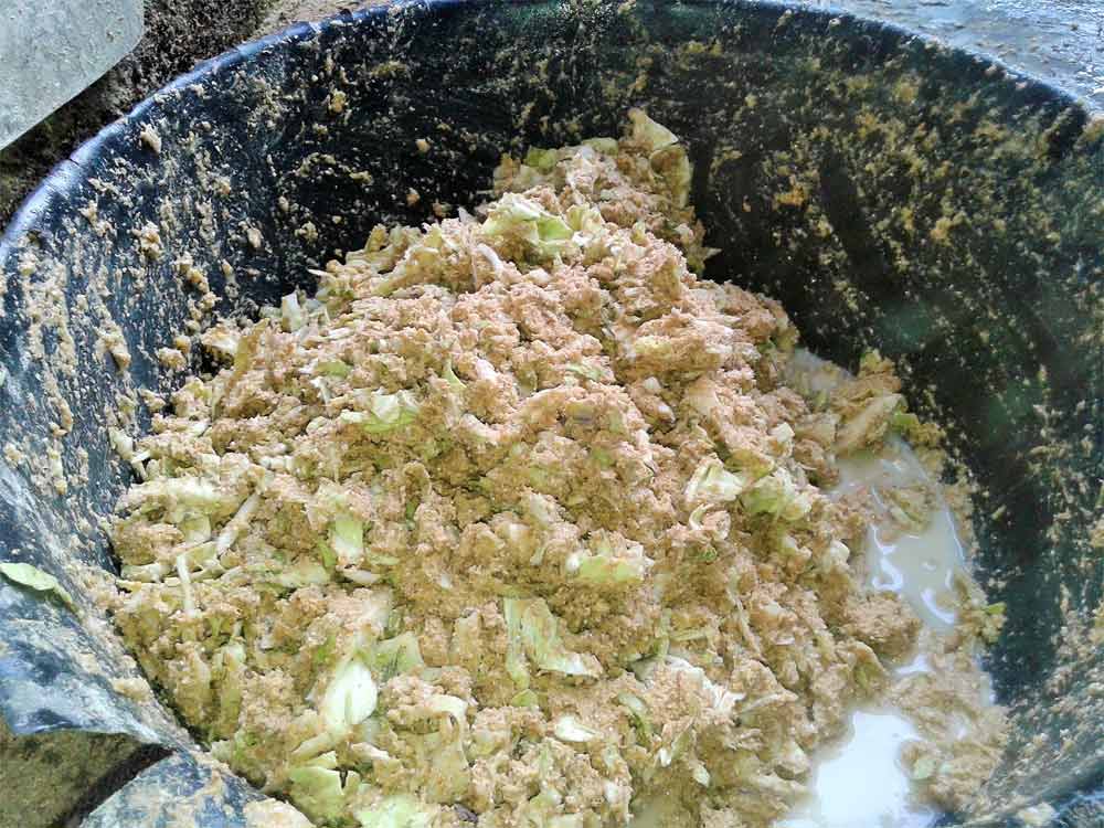 makanan ayam 