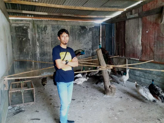 prospek budidaya burung merak