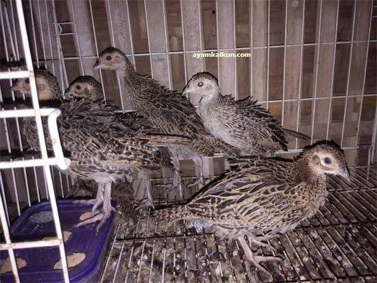ringnecked pheasant usia 1 bulanan
