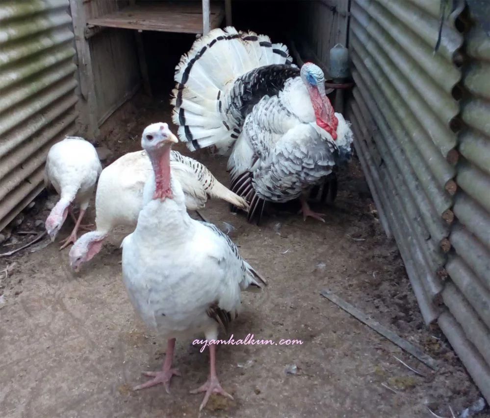 royal palm turkeys