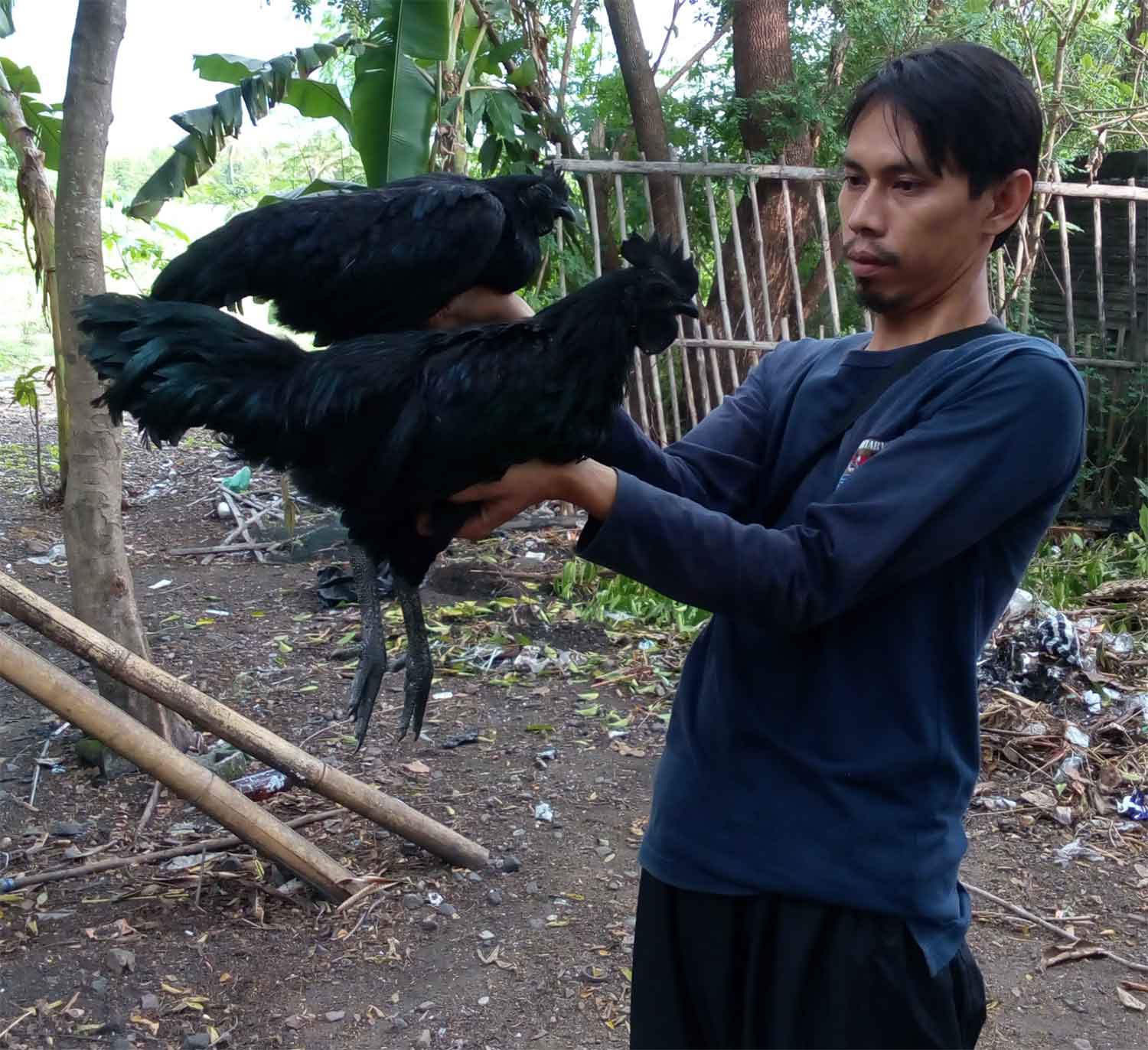 Jual Ayam Cemani Asli - Harga Terkini 2020 - 2021 ...