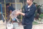 jual burung unta