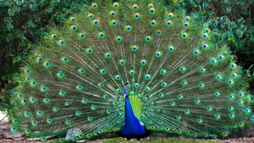 Burung Merak Biru : Apa Saja Yang Menarik Untuk Diketahui | Ayamkalkun.com