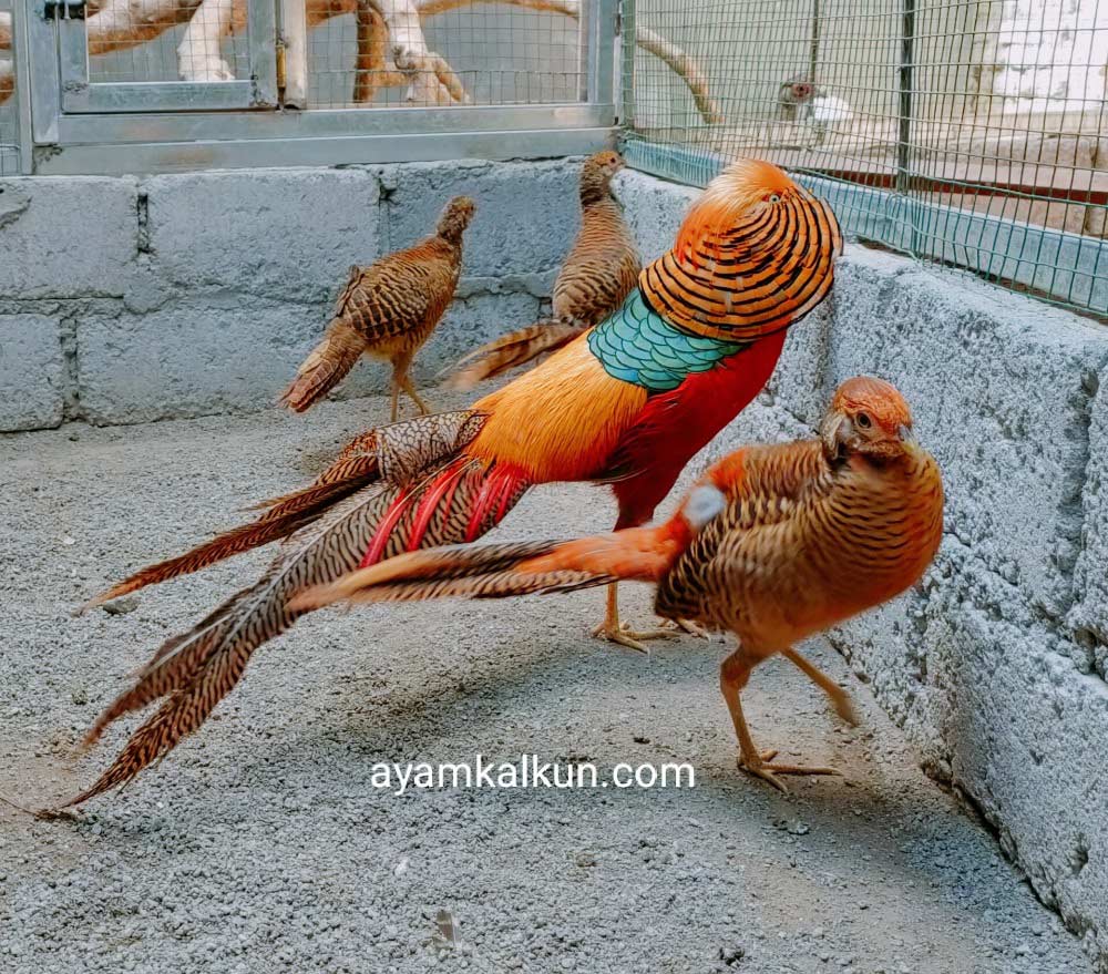 jantan golden pheasant yang indah