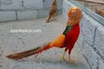 ayam hias golden pheasant
