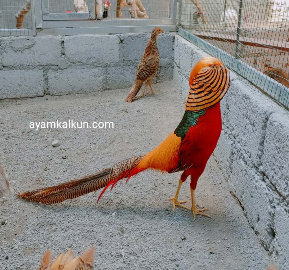 golden pheasant jantan induk