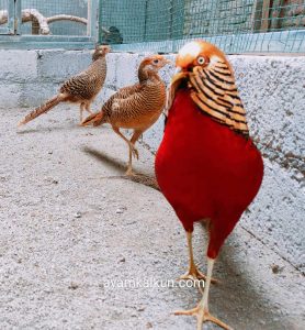 the golden pheasant