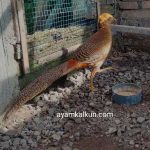 golden pheasant 6 bulanan
