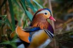 Mandarin Duck | Informasi, Deskripsi + Harga Terbaru