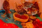 bibit anakan ayam golden pheasant usia 1 bulanan