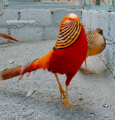 ayam golden pheasant