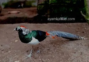lady amherst pheasant