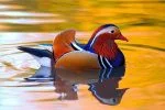 mandarin duck facts