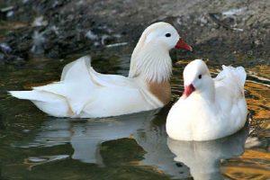 sepasang white mandarin duck
