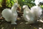 jual ayam american silkie