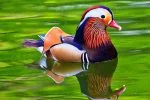 Jual Mandarin Duck : Remaja & Dewasa Siap COD